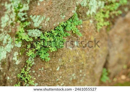 micro small green plants that grow in between rock cracks Royalty-Free Stock Photo #2461055527