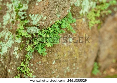 micro small green plants that grow in between rock cracks Royalty-Free Stock Photo #2461055529