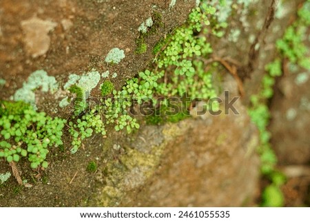 micro small green plants that grow in between rock cracks Royalty-Free Stock Photo #2461055535
