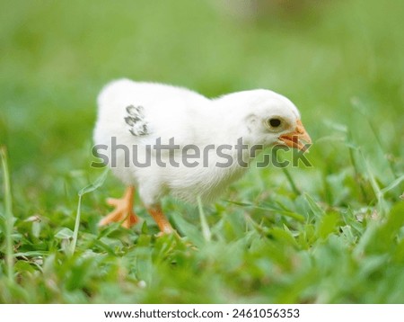 a white chicks looking for a food in the yard