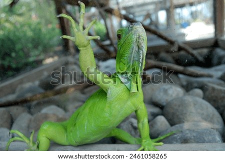 An animal called an iguana looks beautiful behind the glass