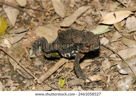 Japanese comon toad crawling over dead leaves in the forest (Wildlife closeup macro photograph)