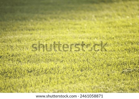 Groomed real green grass sports field, background, room for copy