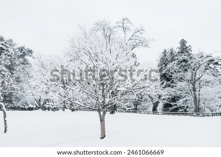White snow on tree branches in winter season. natural background 