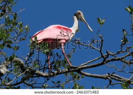Colorful pink roseate spoonbill (Platalea ajaja) perched on green tree branch on bright spring day. Blue sky background. Royalty-Free Stock Photo #2461071483