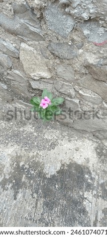 Small flowers growing between stone walls, displaying vibrant colors in the morning Royalty-Free Stock Photo #2461074071