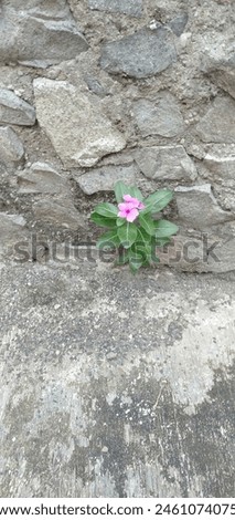 Small flowers growing between stone walls, displaying vibrant colors in the morning Royalty-Free Stock Photo #2461074075