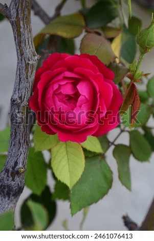Red Rose with dark and light green leaves iif you are nature love you can feel the fragrance of this rose through the image I hope you like the image