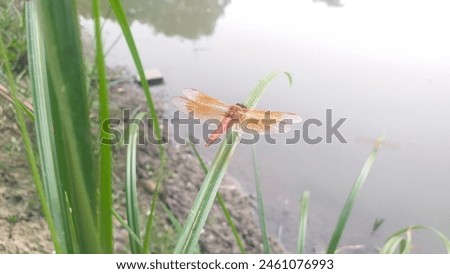 The grasshopper beautiful photo in pond