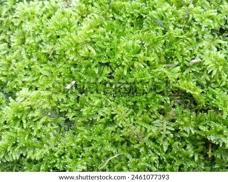 
moss on a green background