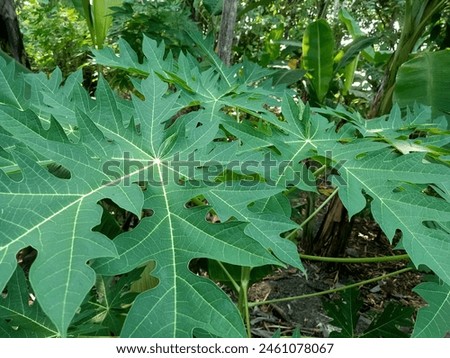 The papaya tree is still young and has not yet produced fruit