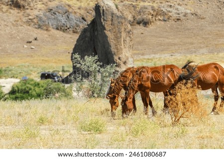 Enjoy the beauty of wild horses in their natural habitat. Scenic views of the river delta and rocky terrain. Ideal for nature lovers and photography enthusiasts.
