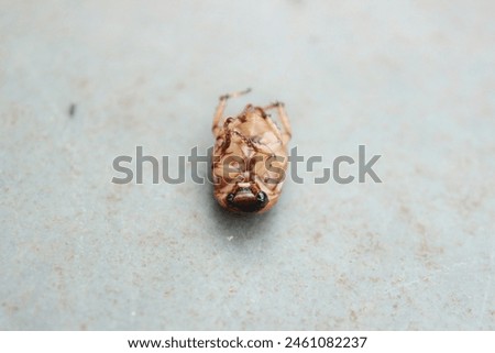 Bottom view of an insect known as the Masked Beetle, Cake Bug or Chicken Loaf of the species Cyclocephala lurida, scarab beetle of the Scarabaeidae family, Subfamily Dynastinae, on a stone floor. Royalty-Free Stock Photo #2461082237