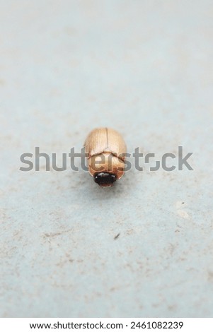 Front view of an insect known as the Masked Beetle, Cake Bugl or Chicken Loaf of the species Cyclocephala lurida, scarab beetle of the Scarabaeidae family, Subfamily Dynastinae, on a stone floor. Royalty-Free Stock Photo #2461082239