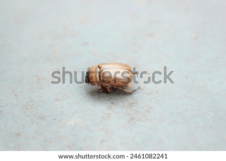 Side view of an insect known as the Masked Beetle, Cake Bug or Chicken Loaf of the species Cyclocephala lurida, scarab beetle of the Scarabaeidae family, Subfamily Dynastinae, on a stone floor. Royalty-Free Stock Photo #2461082241