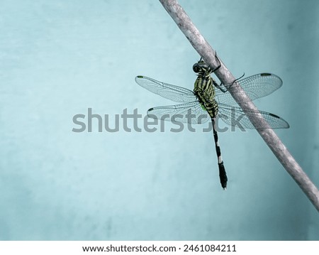 A dragonfly is sitting quietly on a cable