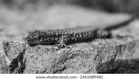 Lizard | Background, wallpaper,lizard,photo, black and white,rock,reptile