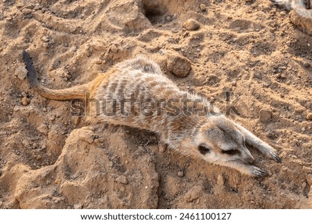 Meerkat suricatta family wildlife picture. Portrait of meerkat