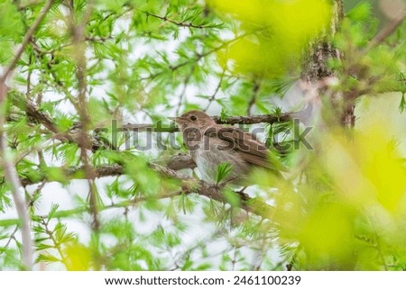 Thrush Nightingale, Luscinia luscinia. A bird sits on a tree branch and sings. Small passerine brown bird best known for its powerful and beautiful song, singing also in the night.