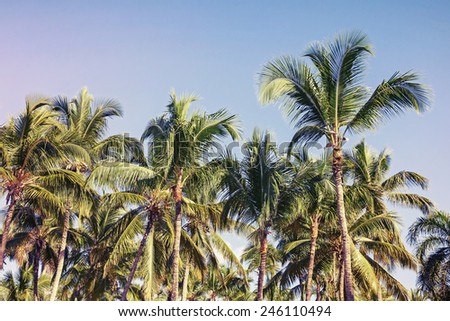 Coconut palm trees over blue sky background, toned photo with filter effect 