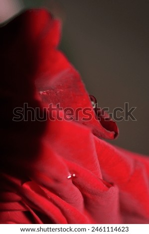 water drops on a red rose - happy mothers day - happy birthday - i love you - hapy valentines day 
