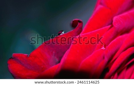 water drops on a red rose - happy mothers day - happy birthday - i love you - hapy valentines day 