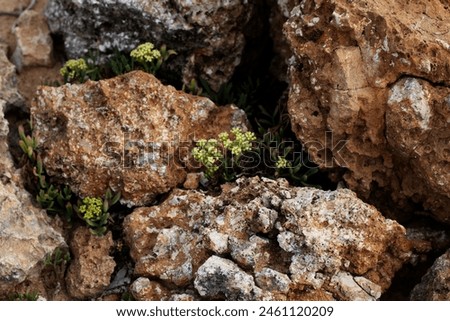 small plant of Rock Samphire (Crithmum maritimum) with rocks in a natural background