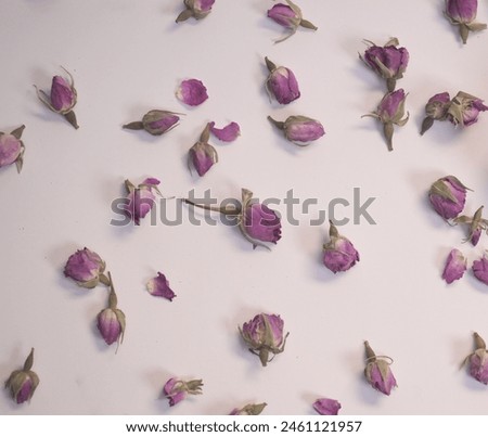 Dried flowers rose buds background			