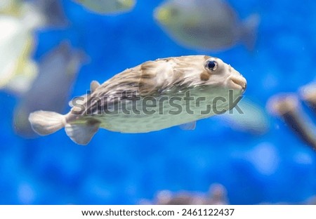 Tropical fish in an aquarium on a blue background, close-up.