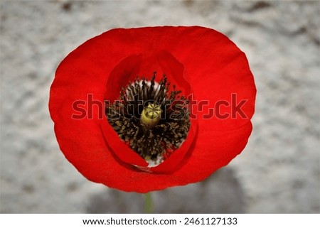 Poppy (Papaver rhoeas) is an annual plant species from the poppy family (Papaveraceae) with a very wide distribution area in the world. Royalty-Free Stock Photo #2461127133