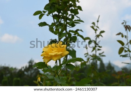 a yellow rose in flower garden 
