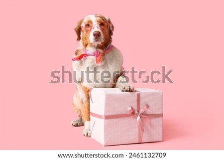 Cute Australian Shepherd dog with gift box celebrating Birthday on pink background