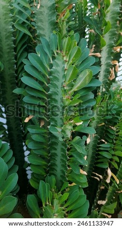 Leaf plants with unique shapes and motifs and attractive colors grow abundantly in the garden.