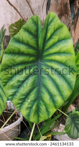 Leaf plants with unique shapes and motifs and attractive colors grow abundantly in the garden.