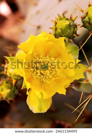 Yellow Eastern Prickly Pear Cactus Flower Closeup. Close Up of golden yellow Indian fig cactus flower in bloom. Opuntia humifusa flower macro Royalty-Free Stock Photo #2461134495