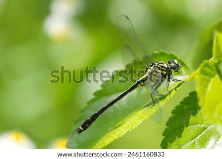 Yamasanae dragonfly on tall dark green branches and leaves (Sunny macro photograph)