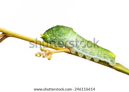 Close up caterpillar of Paris Peacock butterfly on white background