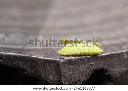 Green colored larva of The Black-banded Hairstreak walking along a pseudo-wooden fence with another moth inchworm (Antigius attilia, Wildlife closeup macro photograph)