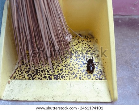 a dead black beetle on a dustpan