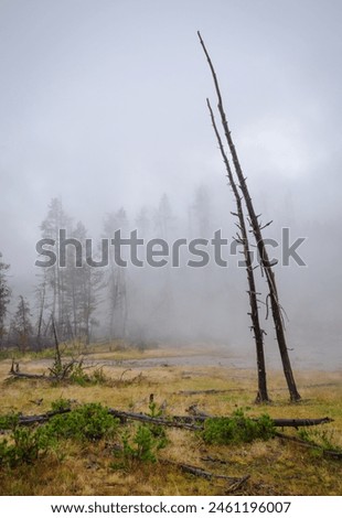 Norris Geyser Basin at Yellowstone National Park, USA Royalty-Free Stock Photo #2461196007