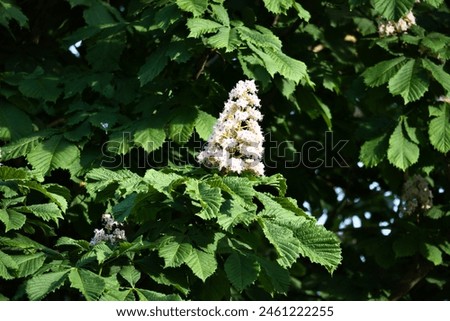 Chestnut blossom on the branch of a chestnut tree. White blossom on the dagger. Picture of a blossom