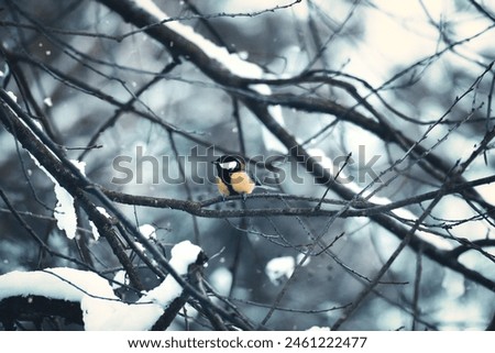 Great tit on snow-covered branches in a bush during snowfall. Bird species with black head and breast. Finch species. Animal photo from nature