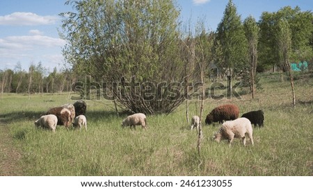A flock of sheep grazes on a meadow in a Belarusian village in summer background 