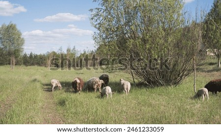 A flock of sheep grazes on a meadow in a Belarusian village in summer background 