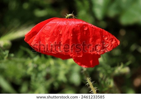 Red poppy wet from the rain.