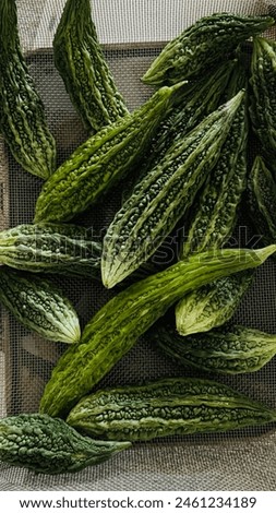 Beautiful picture of bitter gourd