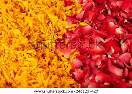 Macro close up of Rose Marigold petals pile. Love, romance and celebrate ceremony of red yellow wedding and religious ritual. Pile Many rose Marigold petals with honey dew water for fresh