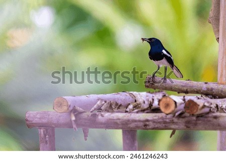 Magpie in Thailand Carrying worms and insects to feed the baby birds