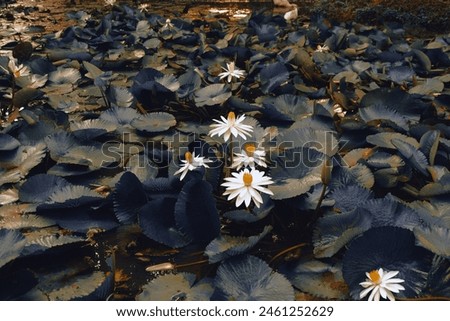 Blooming lotus flower on a lake in the morning