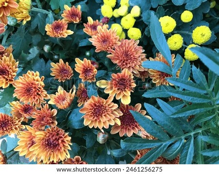 Chrysanthemum dante yellow and dolomiaea costus flowers bloom in the garden. Greenhouse orange and yellow flowers grow beautifully. Aesthetic flowers. Colourful flowers in summer. Pretty flower garden